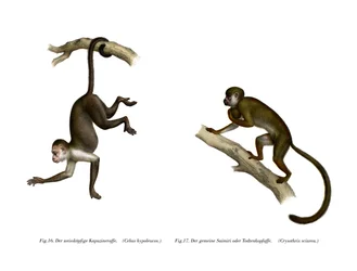 Squirrel Monkey